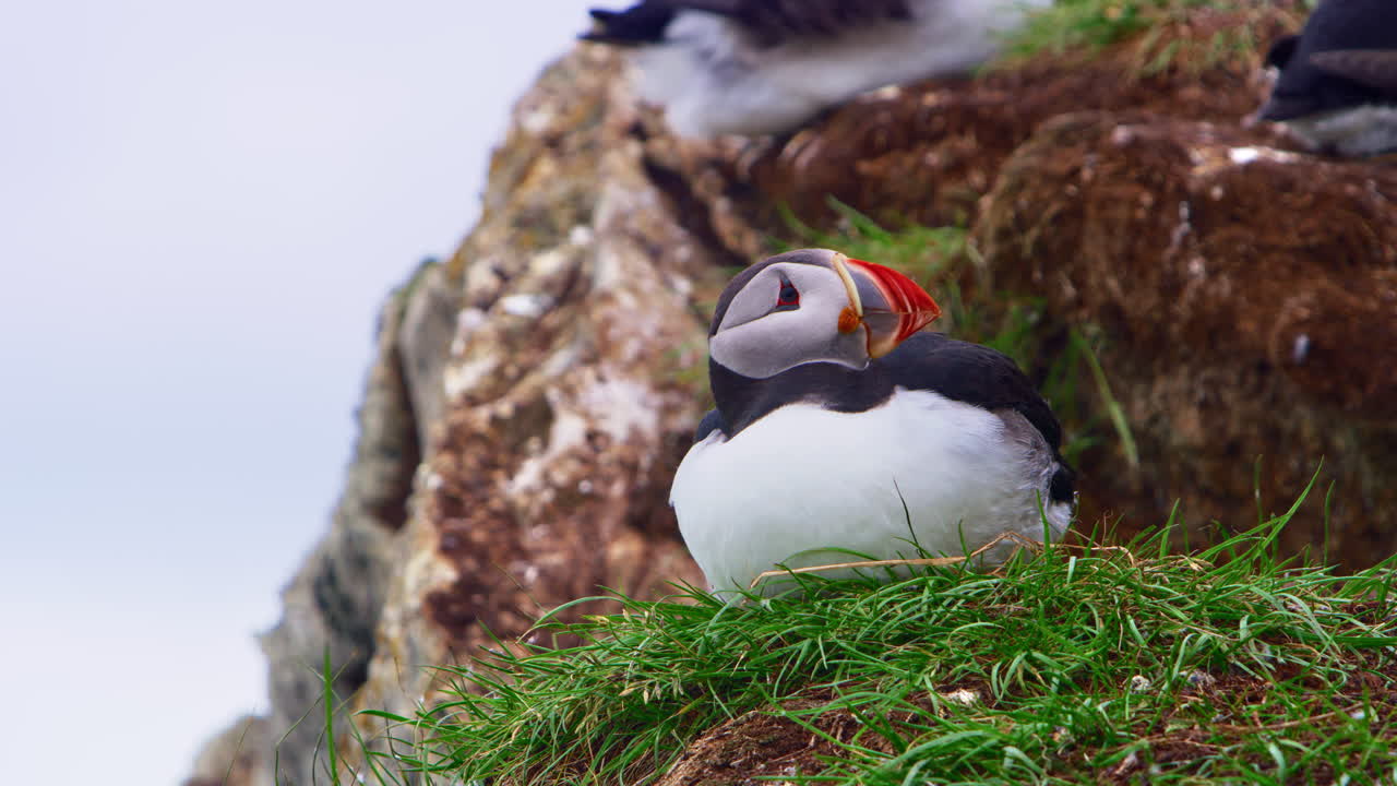 Atlantic puffin perched on a grassy cliff on Hornøya Island, Vardø, Northern Norway. Close-up view of the colorful seabird resting in its Arctic coastal habitat, a serene summer wildlife scenery