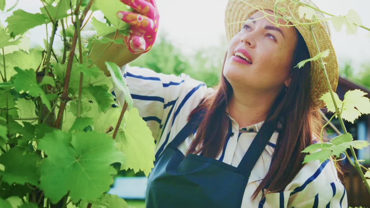 Woman pruning grapevine in her garden