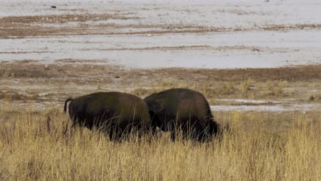 Two-American-bison-or-buffalo-grazing-in-the-prairie