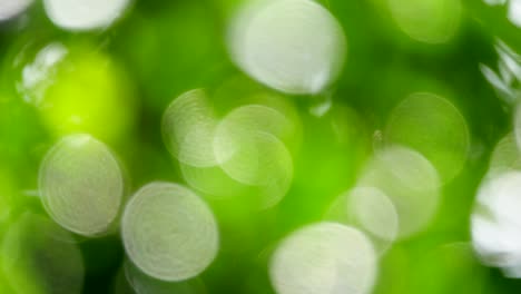 4k green bokeh.