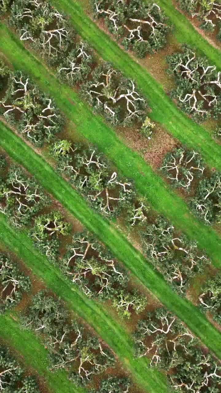 Overhead rotating social ratio 60FPS aerial of a cider field in County Antrim in Northern Ireland. Produced in 1080x1920 with broadcast ready Rec709 color