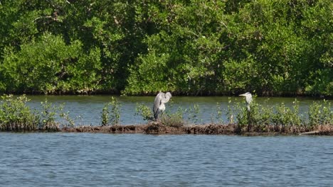 Two-individuals-facing-each-other-preening-during-a-windy-bright-day,-Grey-Heron-Ardea-cinerea,-Thailand