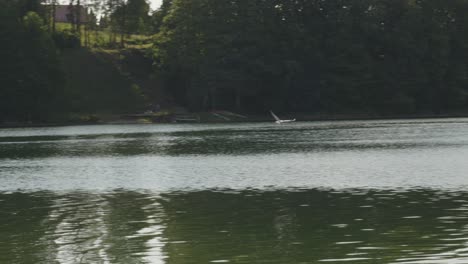 Lachmöwe-Im-Flug-über-Wasseroberfläche---Kamerafahrt