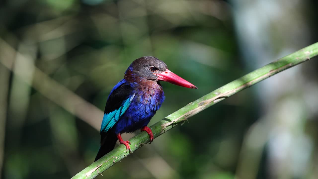 el pájaro pescador de java estaba tomando el sol y de repente fue visto defecando.