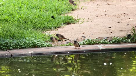 birds interacting near a pond in hong kong