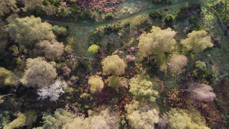 imágenes aéreas de drones que se elevan lentamente sobre un dosel de árboles nativos, un camino y ruinas con colores de árboles de otoño verdes y naranjas al amanecer