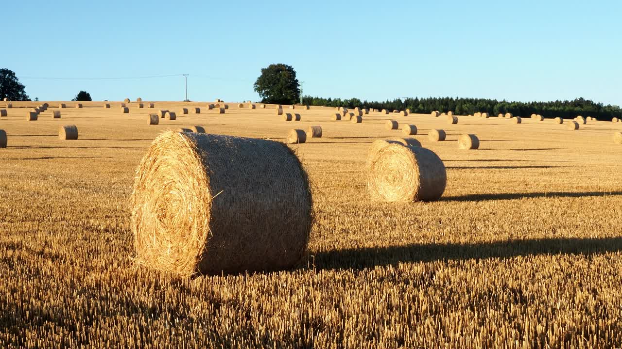 balas de heno en el campo después de la cosecha. campo agrícola. balas de heno en el paisaje del campo dorado.