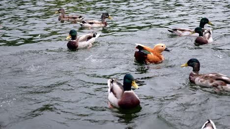 wild ducks swimming around in a pond