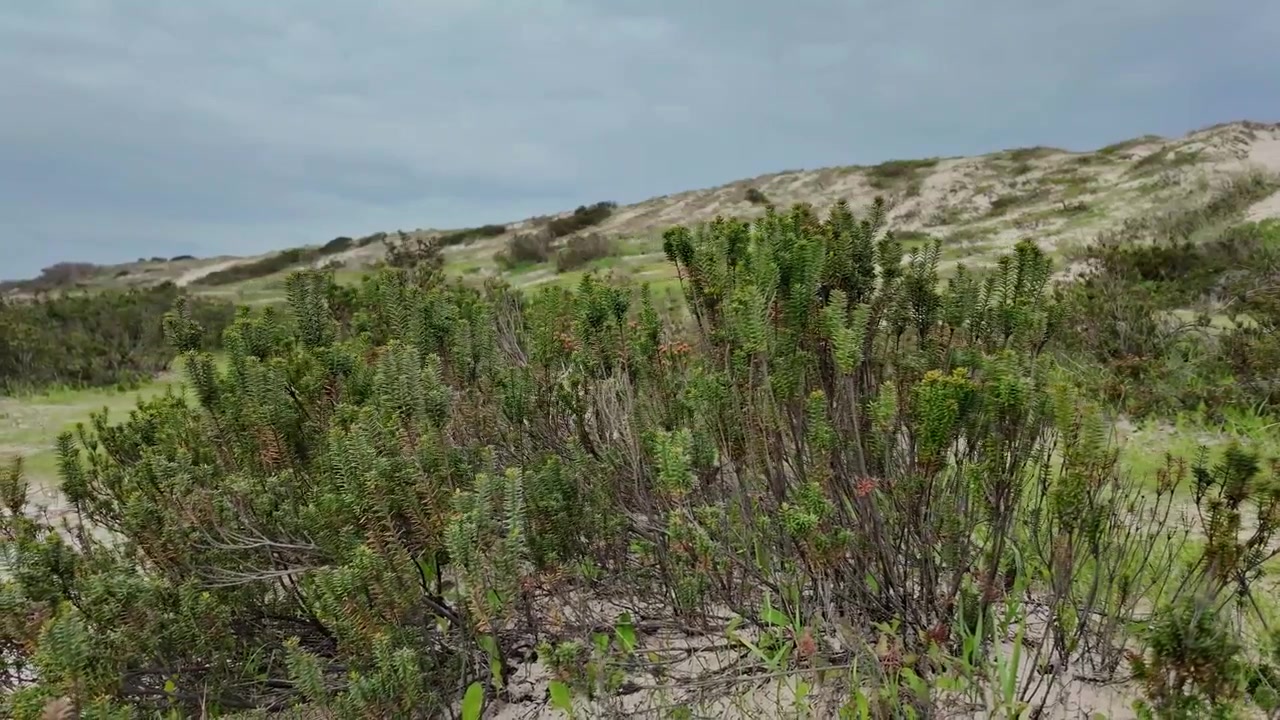 Costa Atlántica de Portugal con vegetación dunar endémica y biodiversidad.