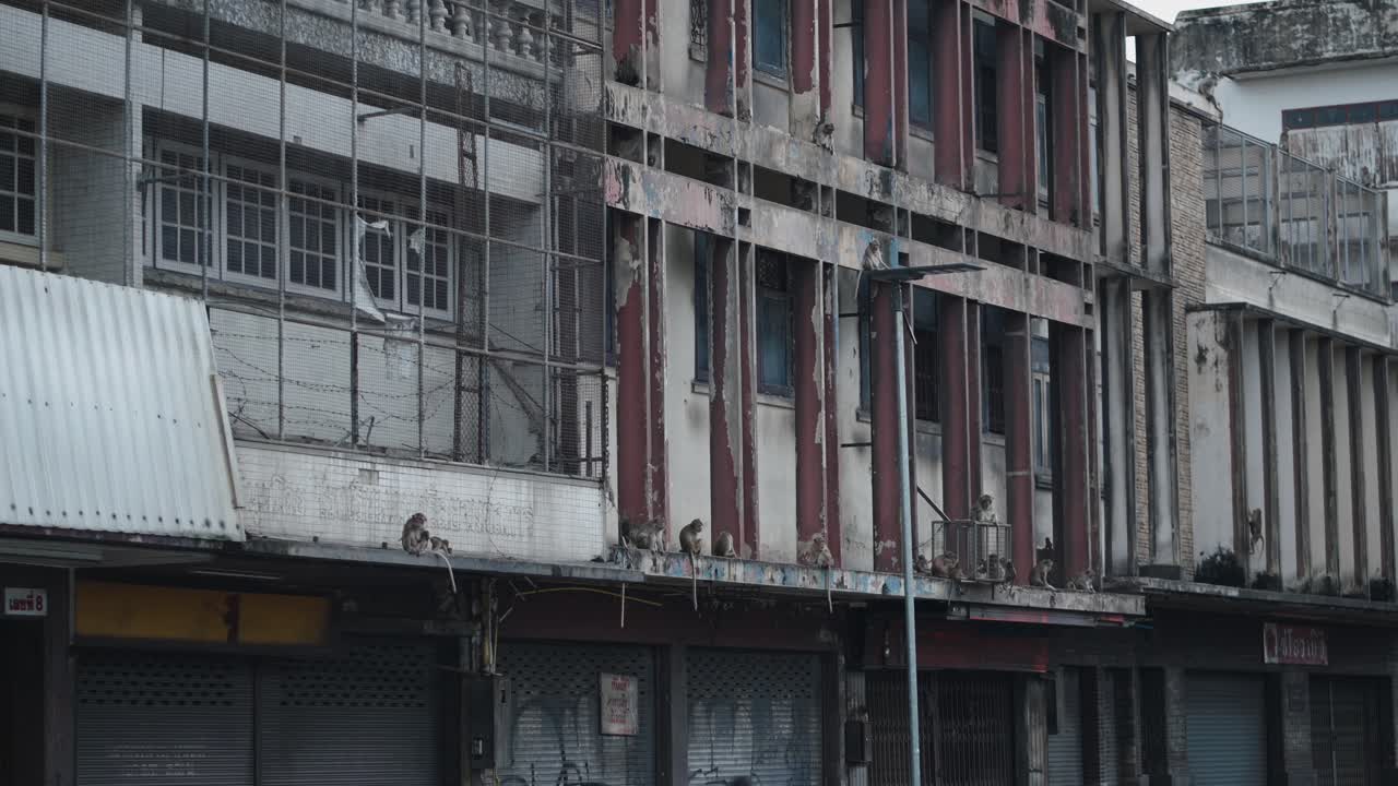 Old Buildings with Monkeys in Thailand