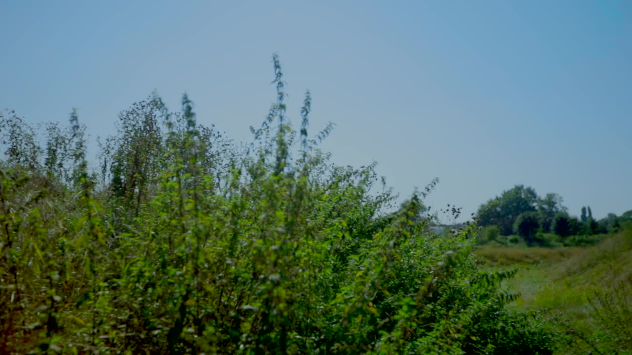 Green plants waving in the wind against blue sky.Climate change.Save the planet.Pan right shot.