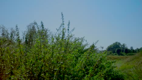 green plants waving in the wind against blue sky.climate change.save the planet.pan right shot.