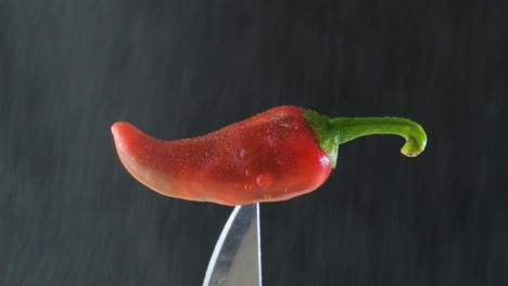 Die-Würzige-Note-Des-Regens:-Enthüllung-Von-Bangladeschs-Capsicum-Annuum