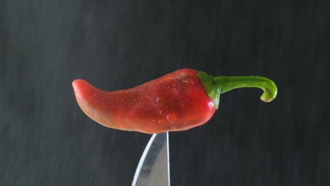 Rain&#039;s Spicy Touch: unveiling Bangladesh&#039;s capsicum annuum