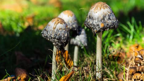 Zoom-in-on-mushrooms