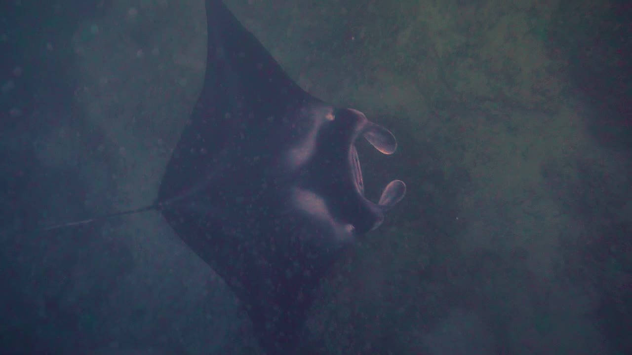 manta raya blanca y negra aletea hermosas alas en cámara lenta bajo el agua