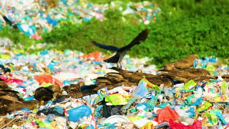 eagle or black kite birds on landfill site - wide shot