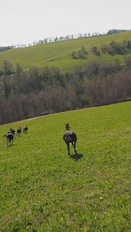 young stallion with dust from under hooves follows horses herd running downhill in valley with bare forest first point view. joyful equal animals canter on nice day slow motion