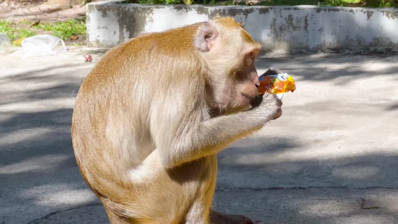 A monkey curiously examines and eats from a yellow container in a sunlit outdoor area.