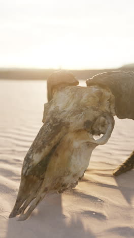 cráneo de animal en el desierto