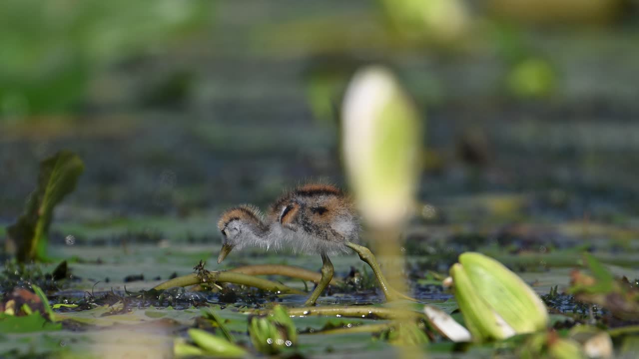 Bellissimi pulcini di Jacana che si nutrono in uno stagno di ninfee al mattino.