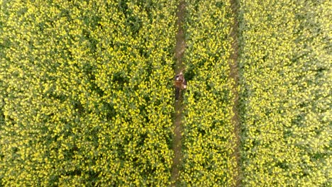 Plena-Floración,-Flores-Amarillas-Vibrantes,-Ubicación-Agrícola,-Mujer-Corriendo