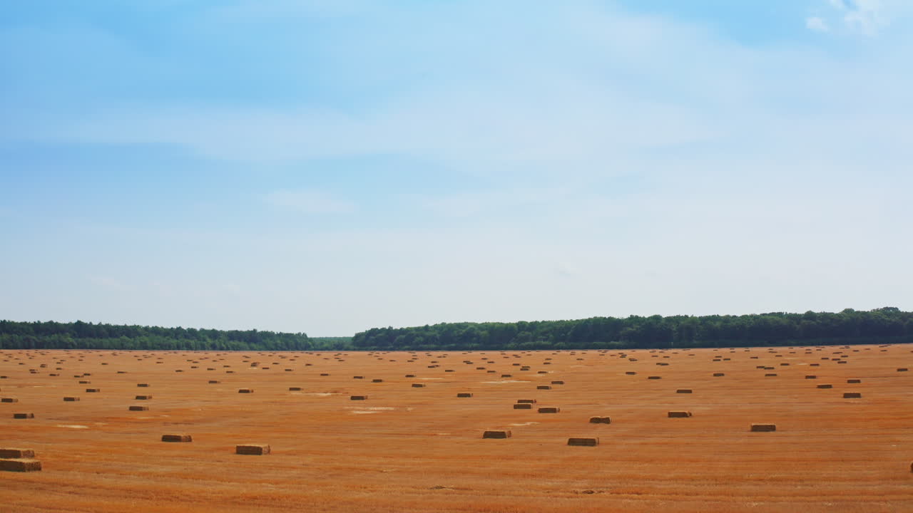 Huge wheat farmland after picking crops. Rising over the field full of hay bales scattered around. Blue sky backdrop.