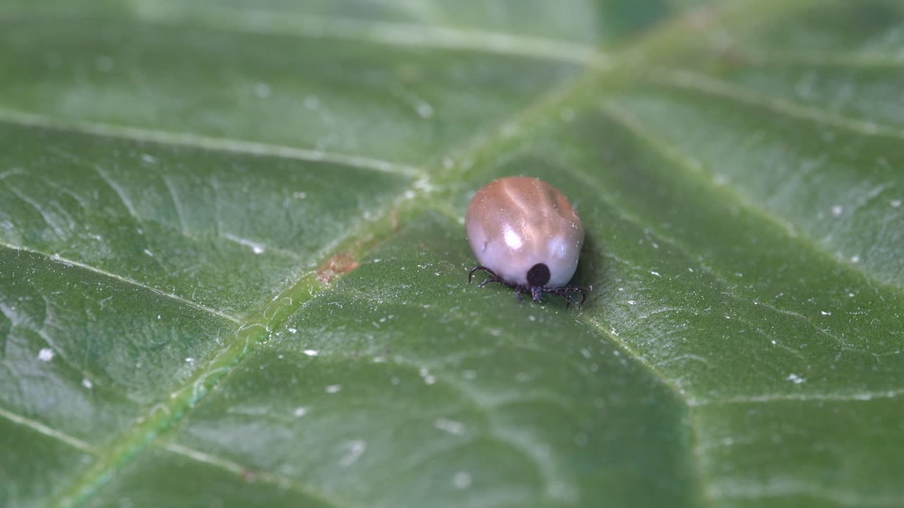 parásito de garrapata lleno de sangre y potencialmente portador de la enfermedad de lyme se arrastra en una hoja verde en la naturaleza - macro de primer plano