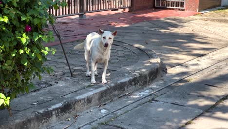 a dog walks near a garden in thailand