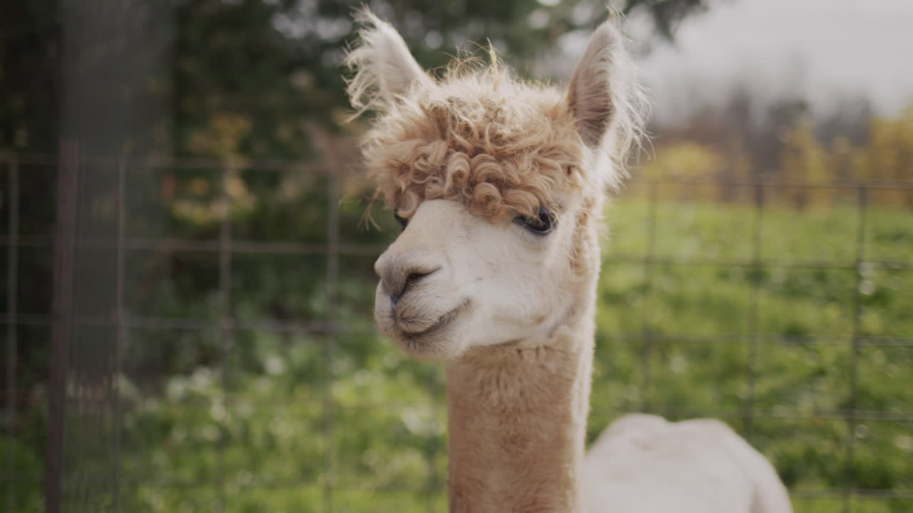 retrato de una linda alpaca en una granja.