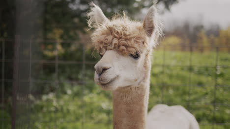 Retrato-De-Una-Linda-Alpaca-En-Una-Granja.