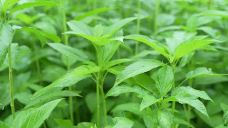 jute is cultivated in the field. it is one of the most important cash crops in west bengal and bangladesh