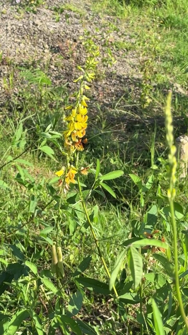 Bombo che Impollina un Fiore Selvatico Giallo in un Prato Soleggiato