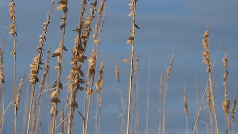 A-slow-panning-shot-of-sea-oats-at-the-beach