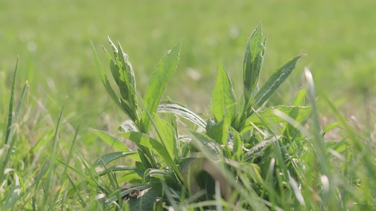 grupo de malezas balanceándose en el viento en el campo durante el día soleado de primavera - primer plano, tiro estático