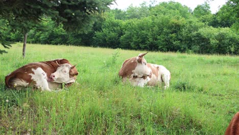 Eine-Herde-Kühe-Grast-An-Einem-Bewölkten-Sommertag-Auf-Einer-Frischen,-Grünen-Wiese