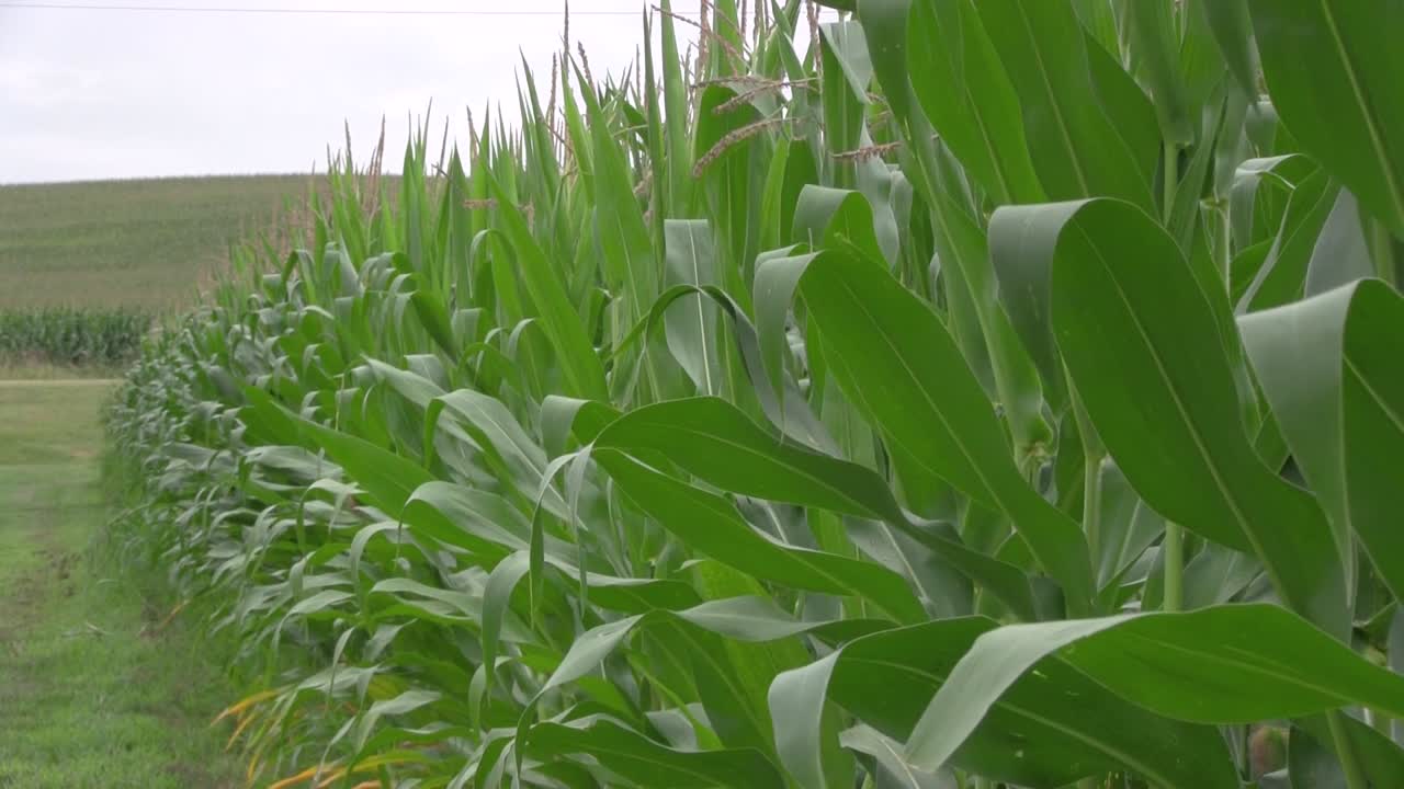 campo de maíz en un día nublado