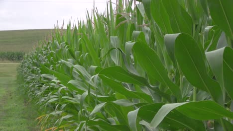 corn-field-on-a-cloudy-day