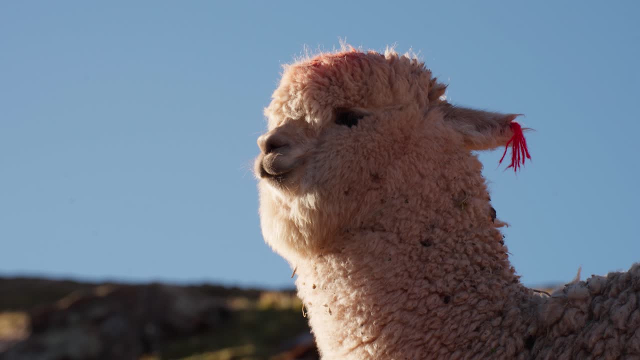 una alpaca esponjosa con una cinta vibrante se encuentra orgullosa en medio de un paisaje escénico de colinas onduladas y un vasto cielo azul.