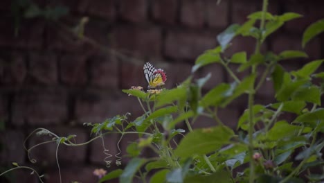 德利亞斯·尤卡里斯 (delias eucharis) 也稱為普通的耶洗貝爾