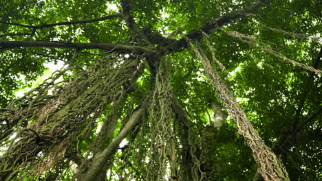 raíces de apoyo colgando de las ramas del árbol banyan en el bosque de monos ubud en bali, indonesia