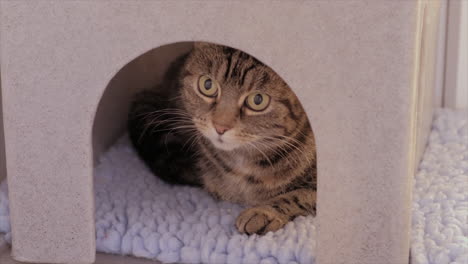 lindo gato curioso adentro y mirando hacia arriba, el concepto de mascotas