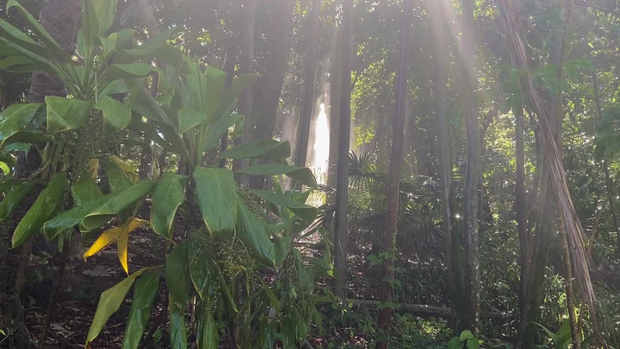 espectacular escena de selva tropical de estilo amazónico tropical brillantemente iluminada con la luz del sol fluyendo a través de los árboles enredados e iluminando las gotas de lluvia de una ducha monzónica, en dramáticos rayos de dios