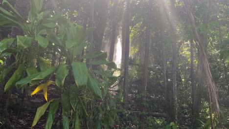 dramatic brightly lit tropical amazonian style rainforest scene with sunlight streaming through the tangled trees and illuminating the rain droplets of a monsoon-like shower, in dramatic god rays