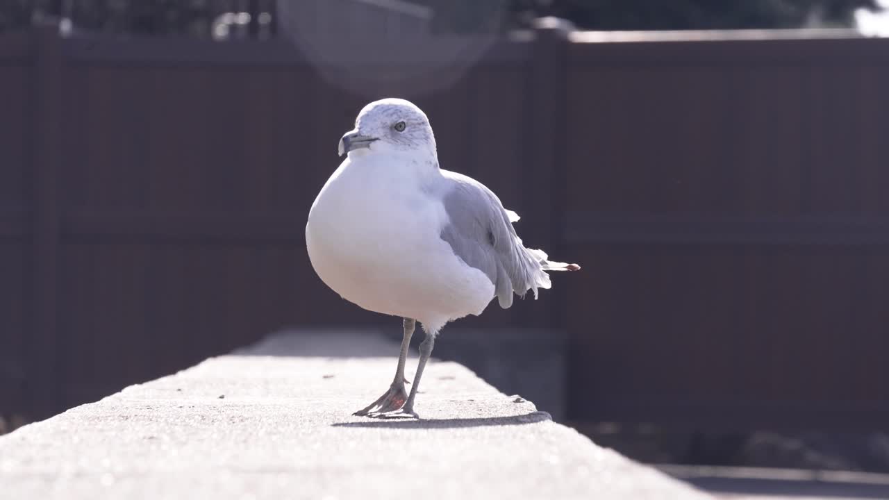 Seagull Standing on Ledge