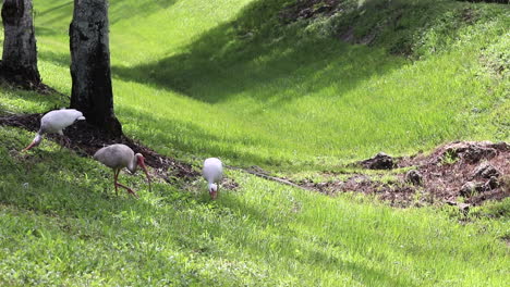 young ibis family feeding on the ground