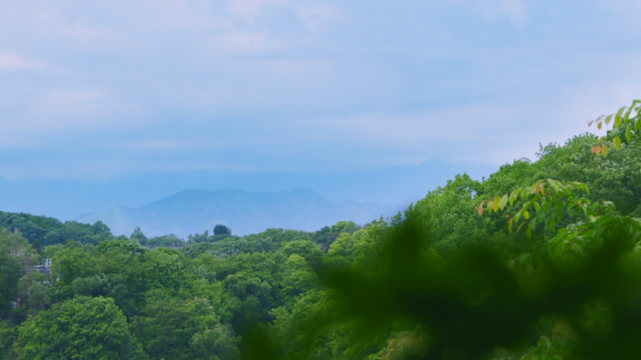 밝은 초록색의 봄 식물