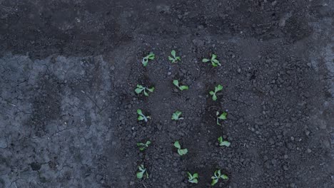 aerial view of a field where vegetables have been planted