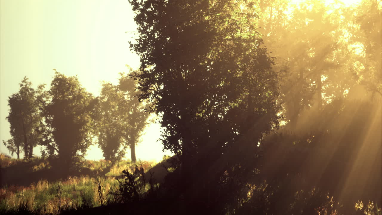 la suave luz de la mañana se filtra a través de los árboles en un tranquilo claro del bosque