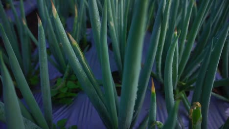 close up shot of scallion plant on the vegetable plantation on the slope of moutain